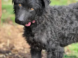 Meticcio cani DUSTIN, giovanissimo mix PULIN buonissimo. - Annuncio 11