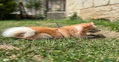 Volpino Pomerania cani a Provincia di Verona - Annuncio 16