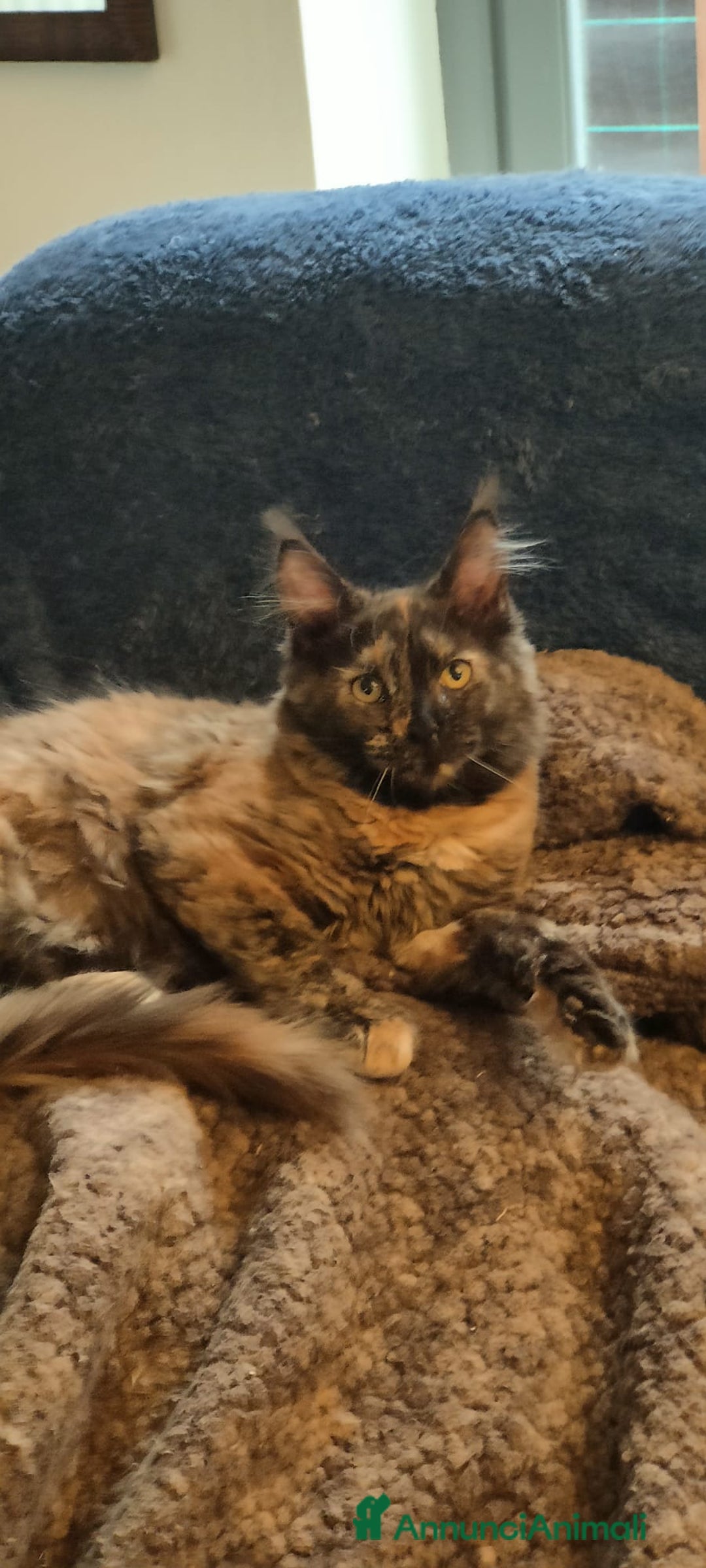 Maine Coon gatti in regalo: Gatta Maine coon in adozione  - Annuncio 3