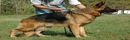 Pastore Tedesco cani in vendita: PASTORI TEDESCHI - Annuncio 35