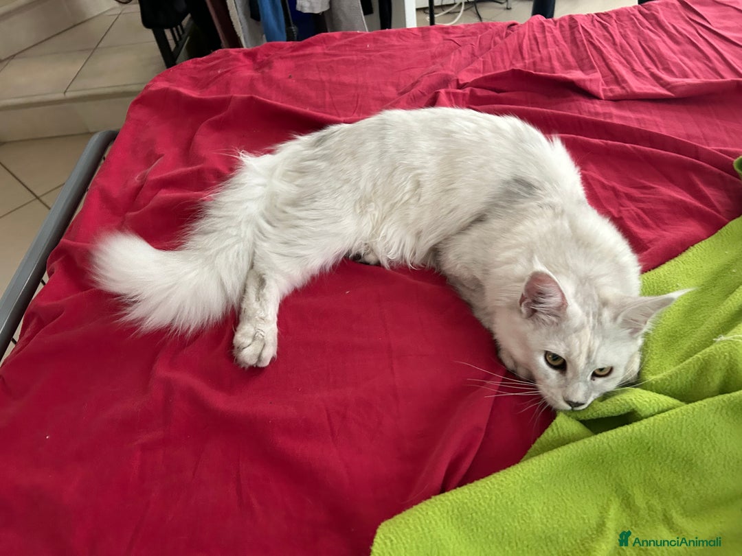 Maine Coon gatti in vendita: Maine Coon femmina 7 mesi con pedigree  - Annuncio 3