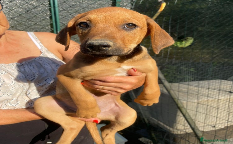Meticcio cani a Provincia di Reggio Emilia - Annuncio 7