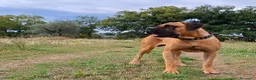 Cane Corso cani in vendita: Cane corso - Annuncio 7