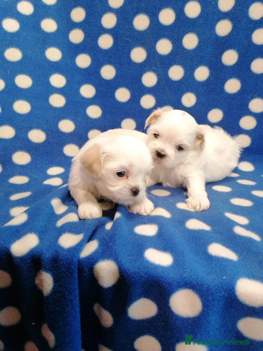 Shih Tzu cani in vendita: Shih Tzu cuccioli bianchi - Annuncio 10