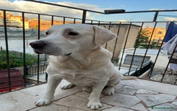 Labrador cani per accoppiamento: Labrador maschio cerca compagna per accoppiamento - Immagine 1