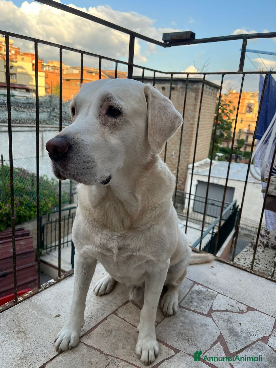 Labrador cani per accoppiamento: Labrador maschio cerca compagna per accoppiamento - Immagine 1