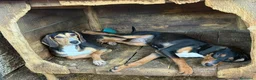 Meticcio cani in regalo: 4 CUCCIOLI simpaticissimi e coccoloni in canile! - Annuncio 13