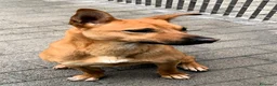 Meticcio cani in regalo: SIMBA CAGNOLINO ALLEGRO - Annuncio 4