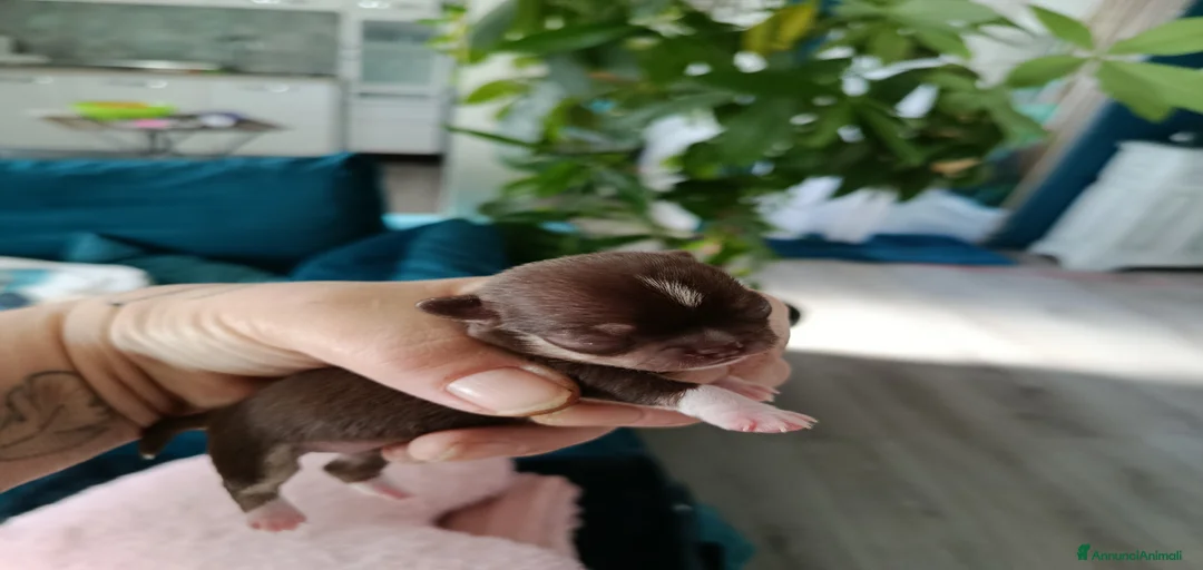 Immagine della galleria {{count}}