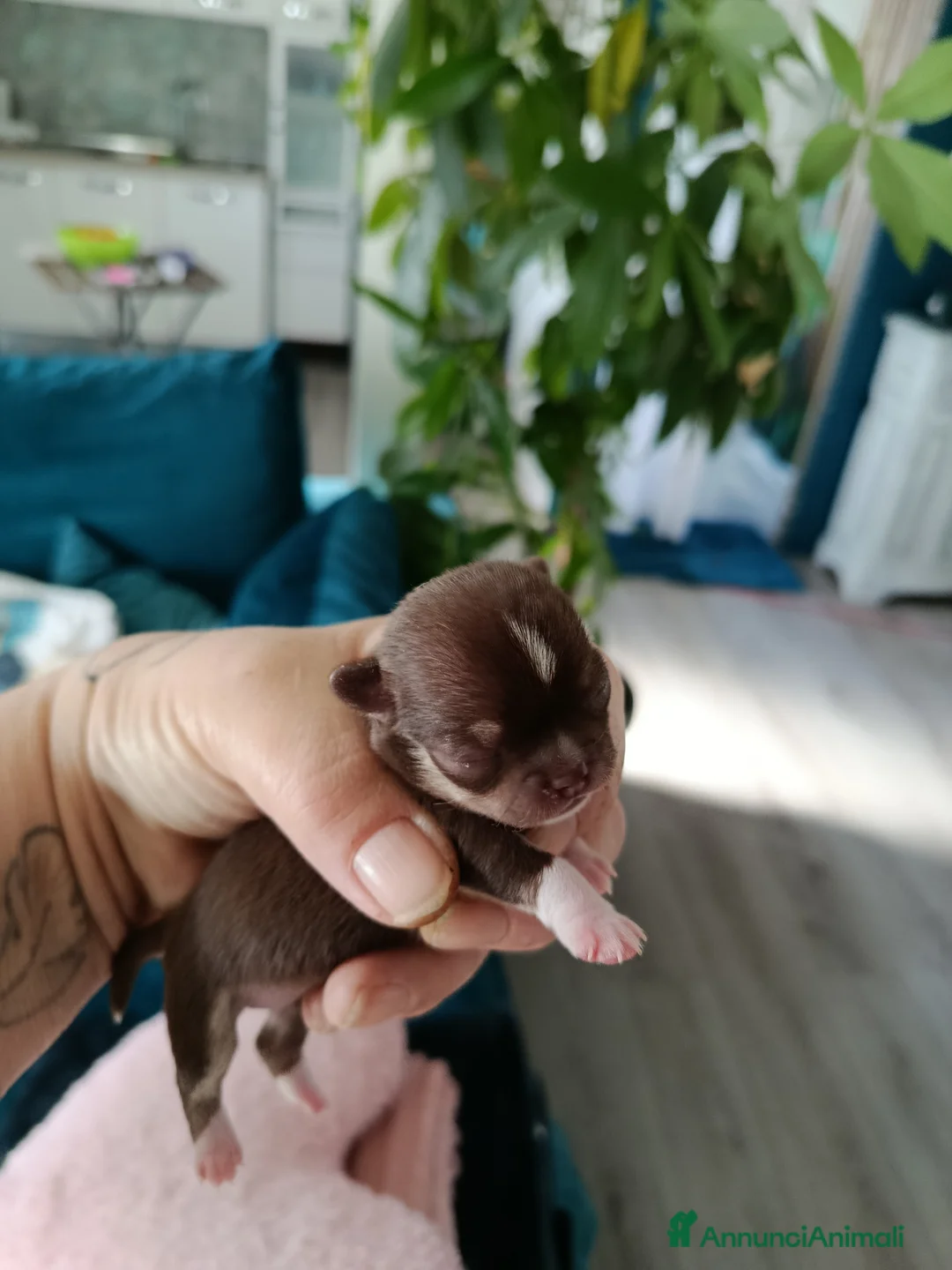 Immagine della galleria {{count}}