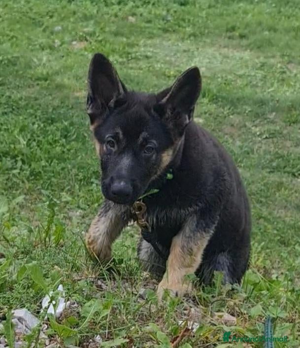 Pastore Tedesco cani SVENDO ULTIMA CUCCIOLA DI PASTORE TEDESCO - Annuncio 1
