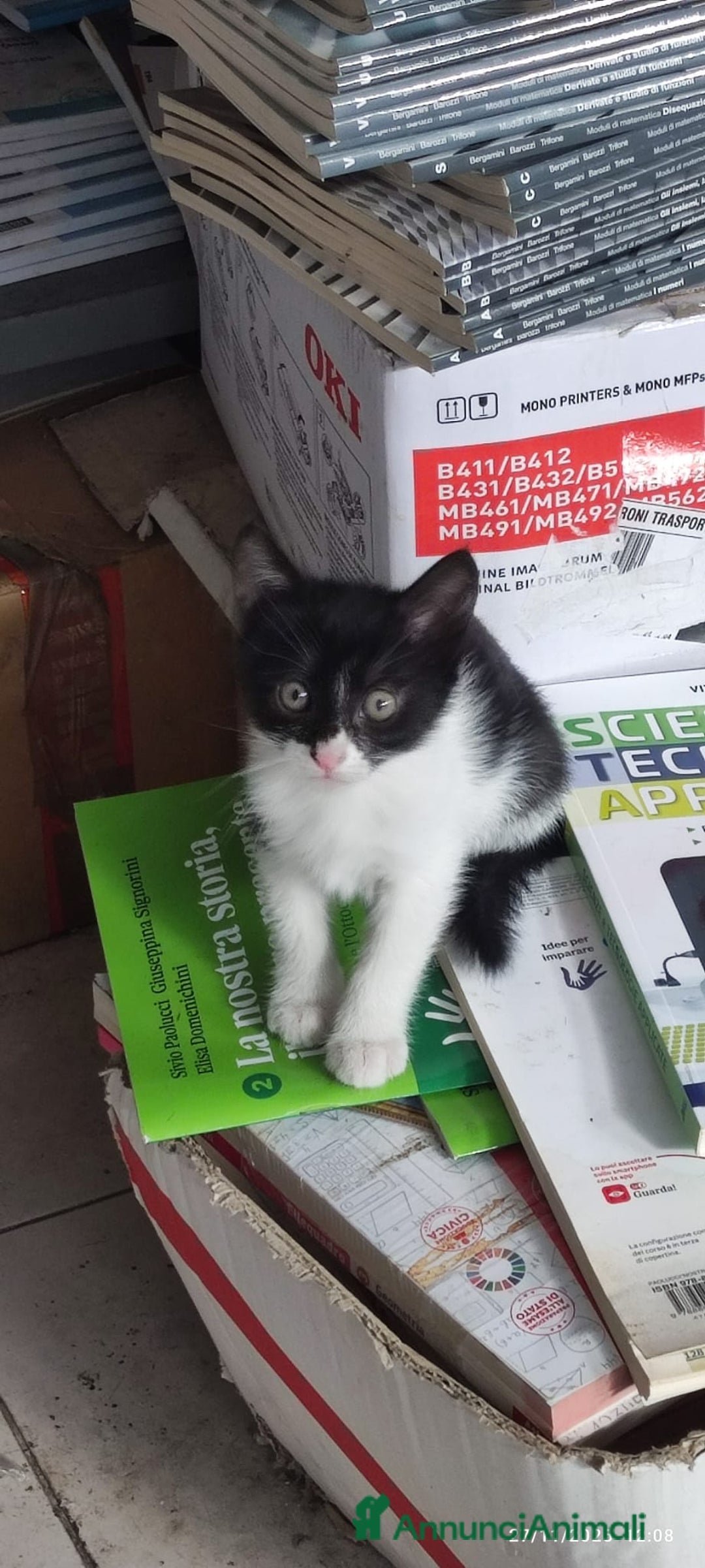 Europeo gatti in regalo: GATTINI CERCANO CASA - Annuncio 8