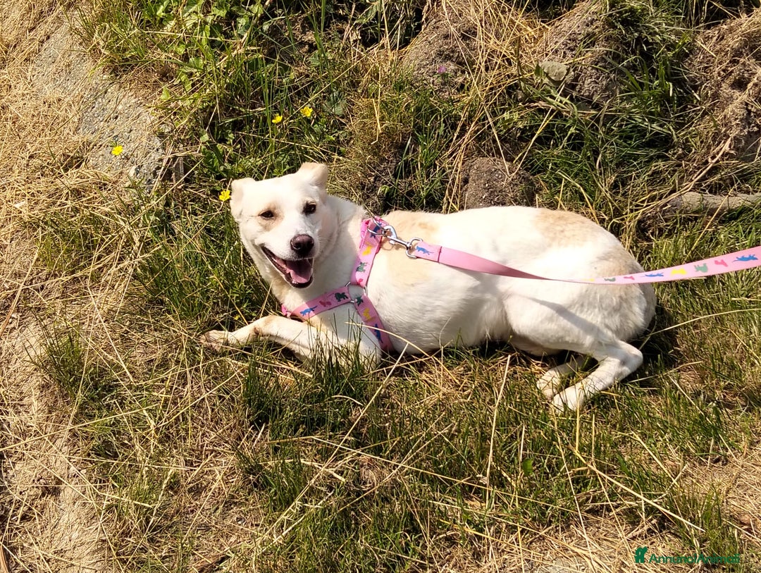Meticcio cani in regalo: ALICE  a Città Metropolitana di Torino - Immagine 25