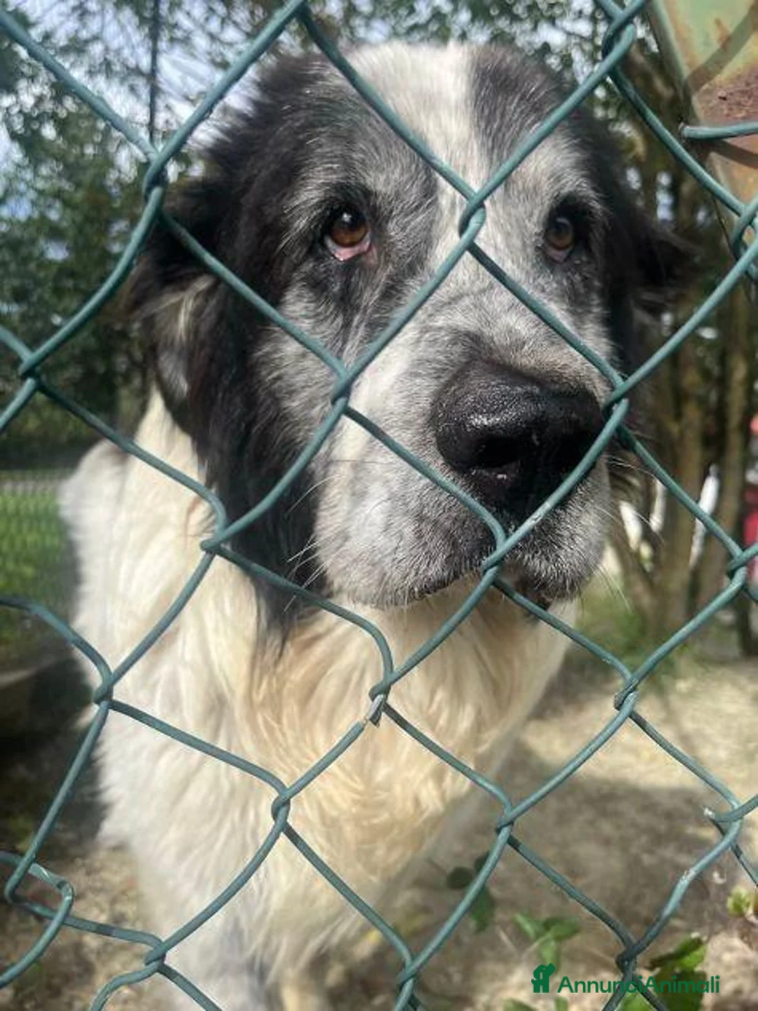 Meticcio cani in regalo: HULK adora le carezze tg grande - Annuncio 4