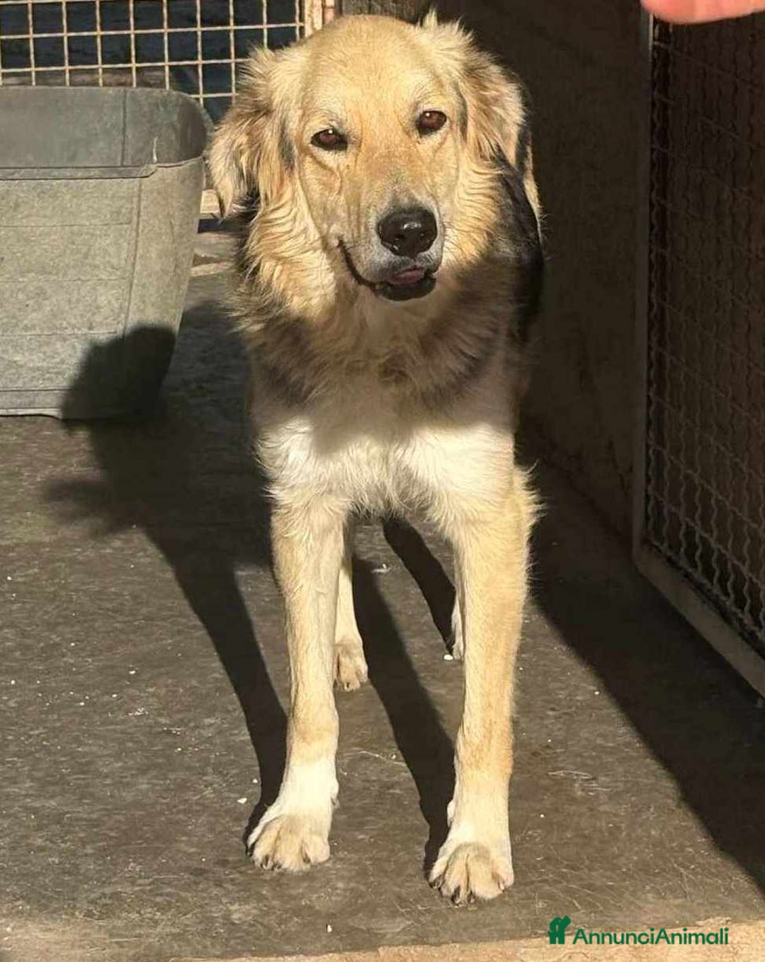 Meticcio cani in regalo: LEONE, cagnolone straordinario! Tg grande. - Annuncio 5
