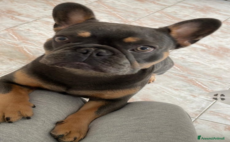 Bulldog Francese cani a Provincia di Taranto - Annuncio 7
