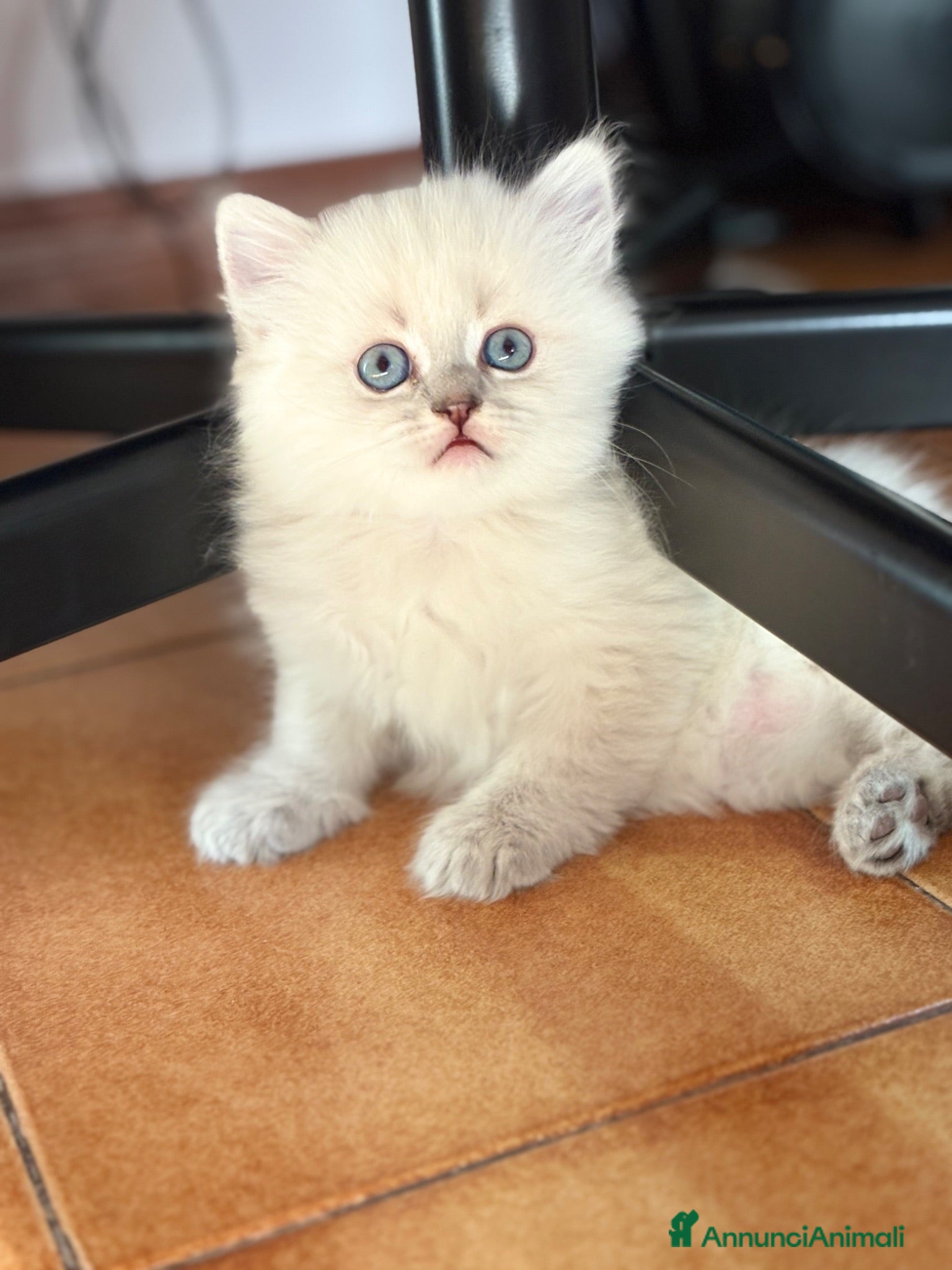 British gatti Scottish fold sthrait - Annuncio 2