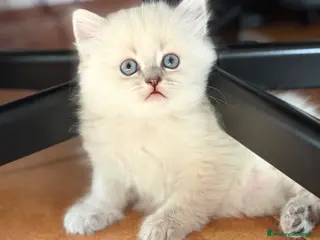 British gatti Scottish fold sthrait - Annuncio 2