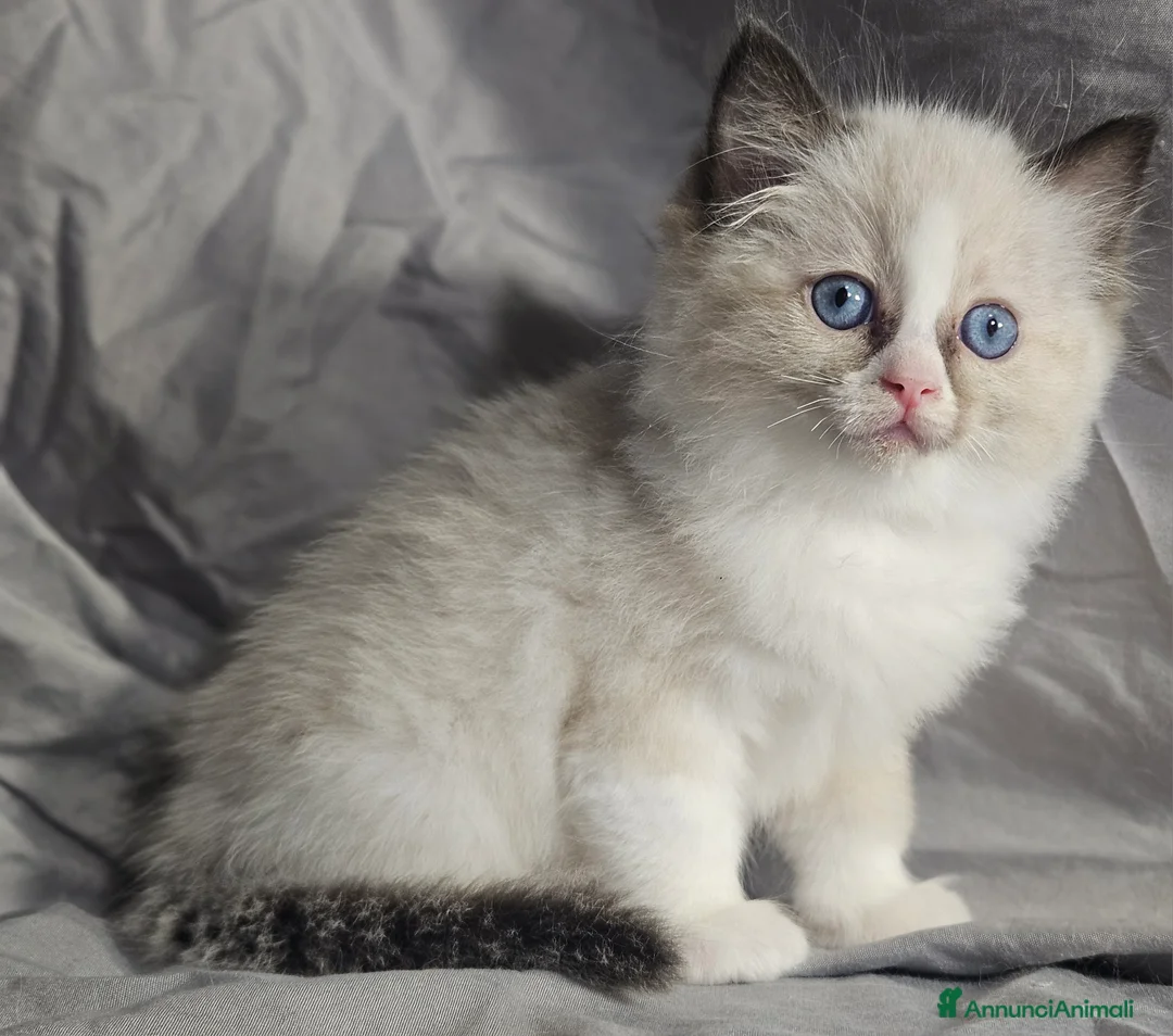 Ragdoll gatti in vendita: Stupenda cucciolata Ragdoll - Annuncio 7