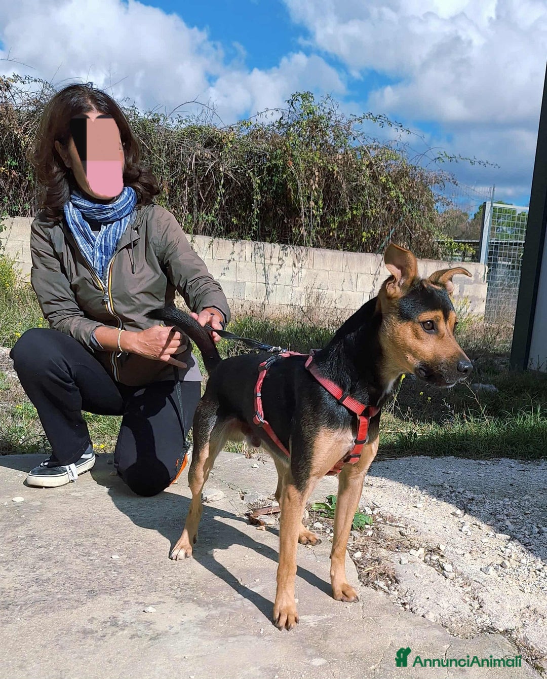 Altre razze cani in regalo: Morbidello in adozione - Annuncio 2