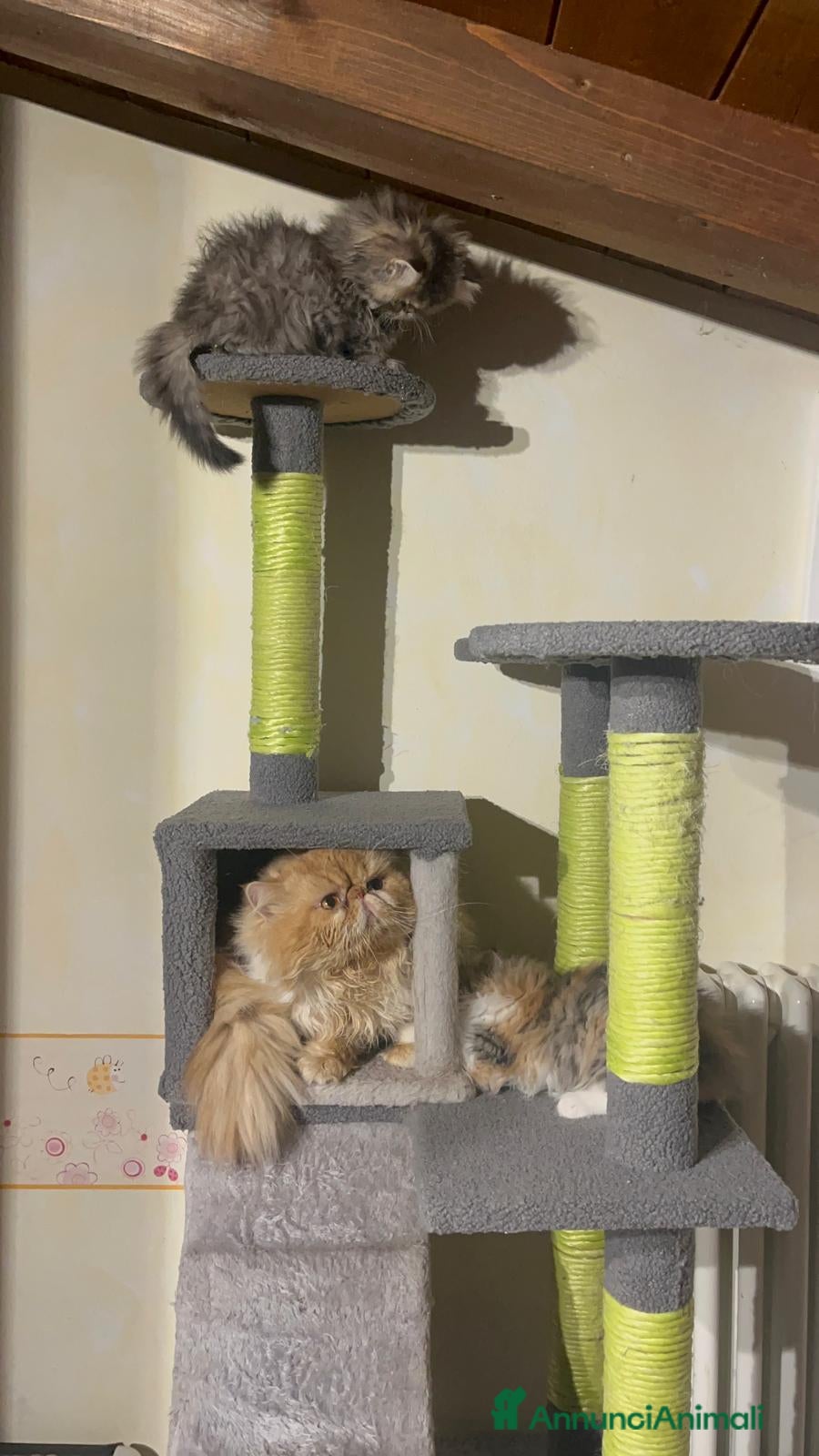 Persiano gatti Gattina Persiana di 2 mesi - Annuncio 1