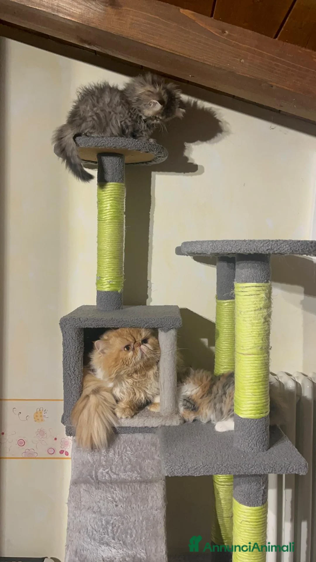 Persiano gatti in vendita: Gattina Persiana di 2 mesi - Annuncio 1