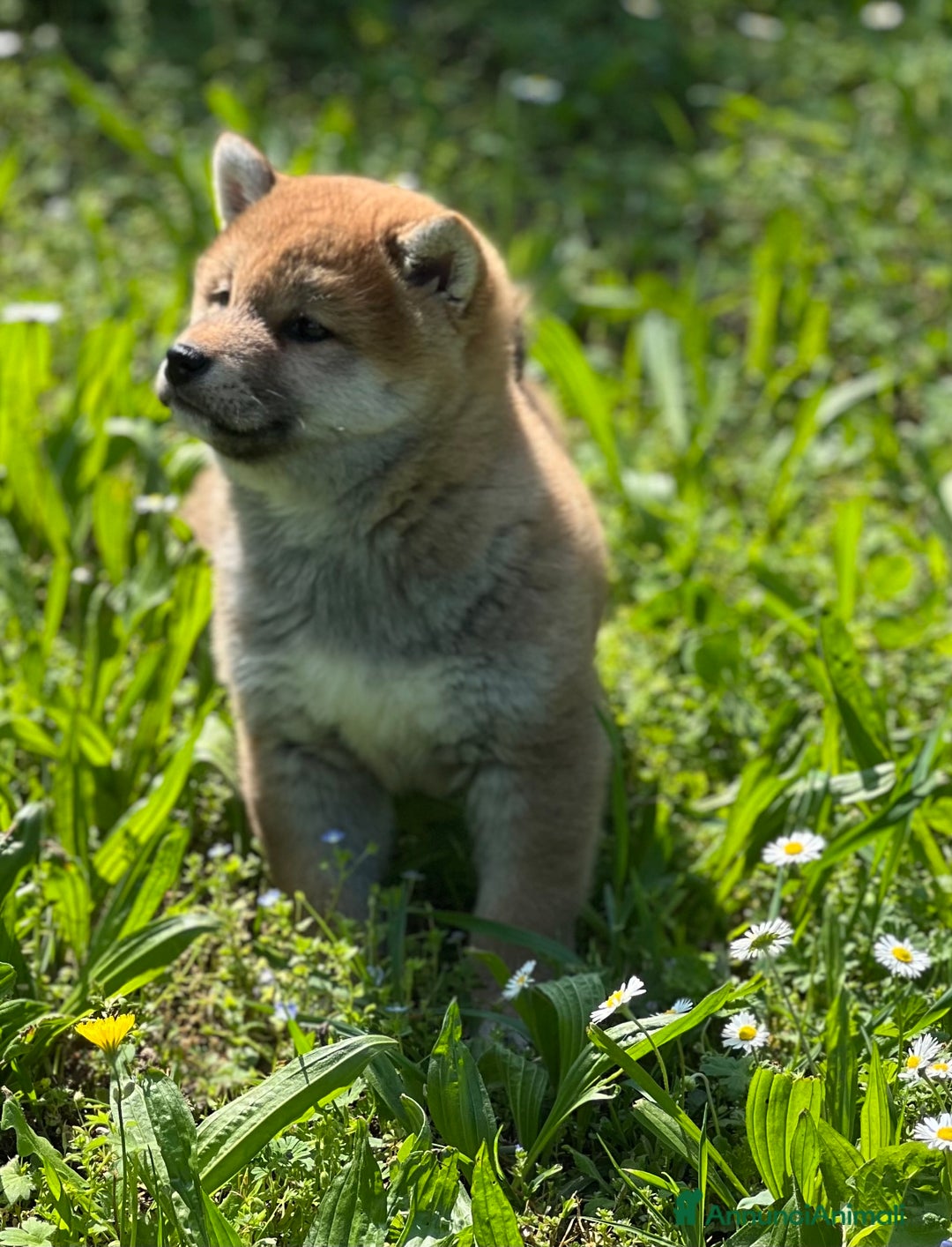Shiba Inu cani in vendita: Shiba inu cuccioli  - Annuncio 23