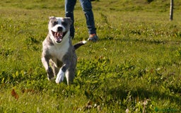 Meticcio cani in regalo: TALA, meravigliosa cagnolona tanto dolce! a Città Metropolitana di Firenze - Immagine 8