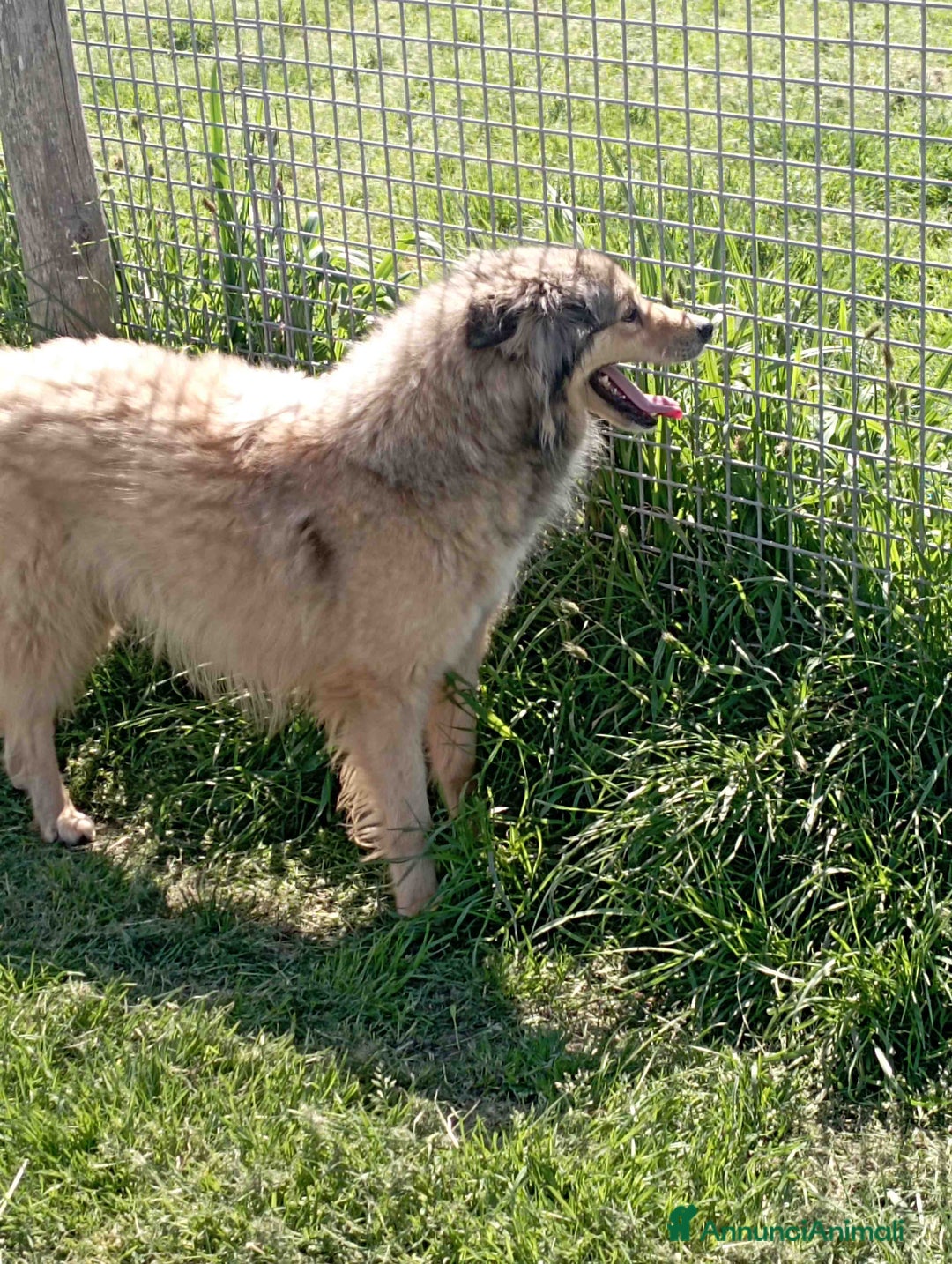 Meticcio cani in regalo: Zigo simil pastore scozzese in adozione a Provincia di Latina - Annuncio 4