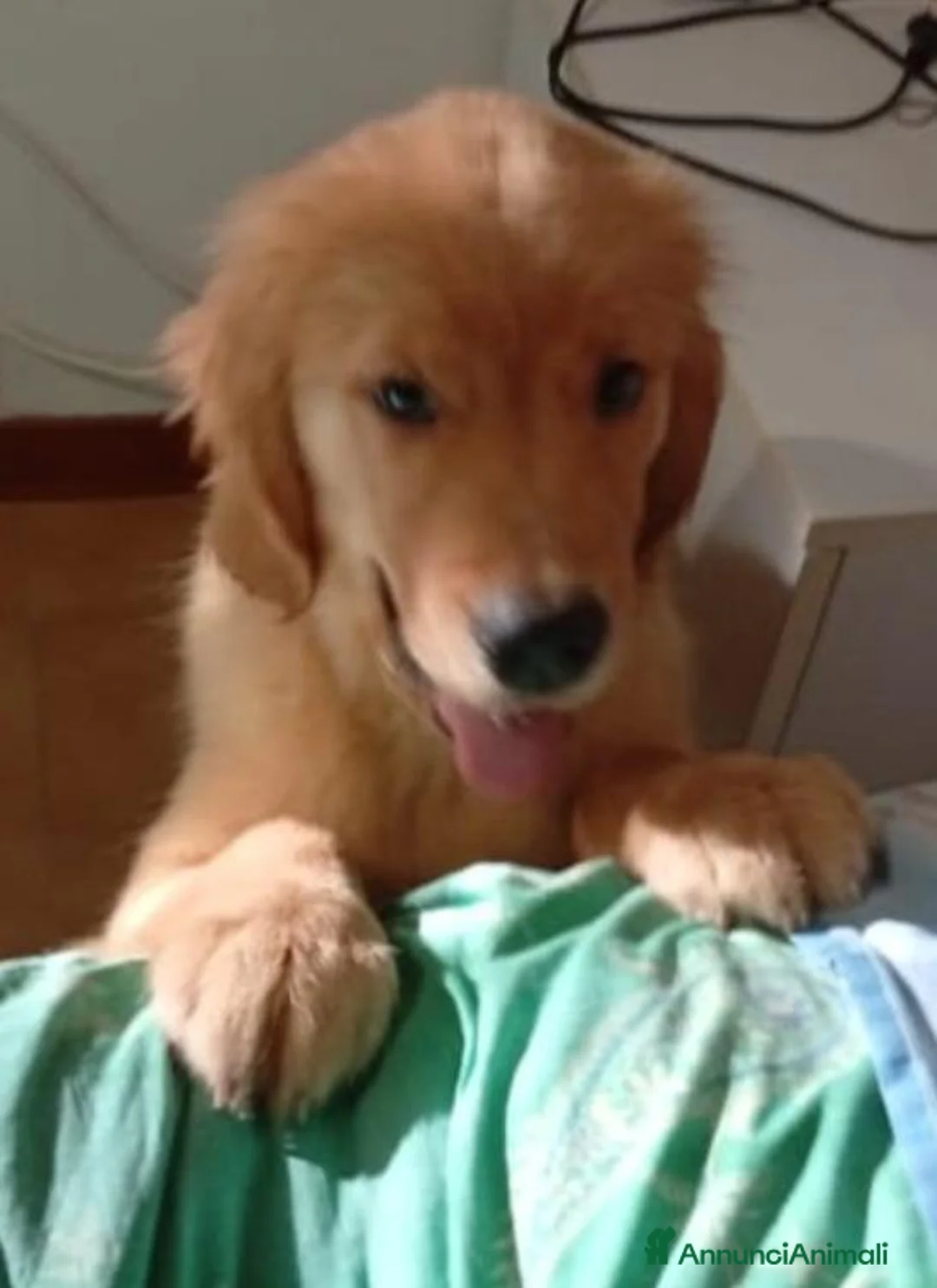 Golden Retriever cani in vendita: Cucciolo di Golden retriever di linea americana - Annuncio 2