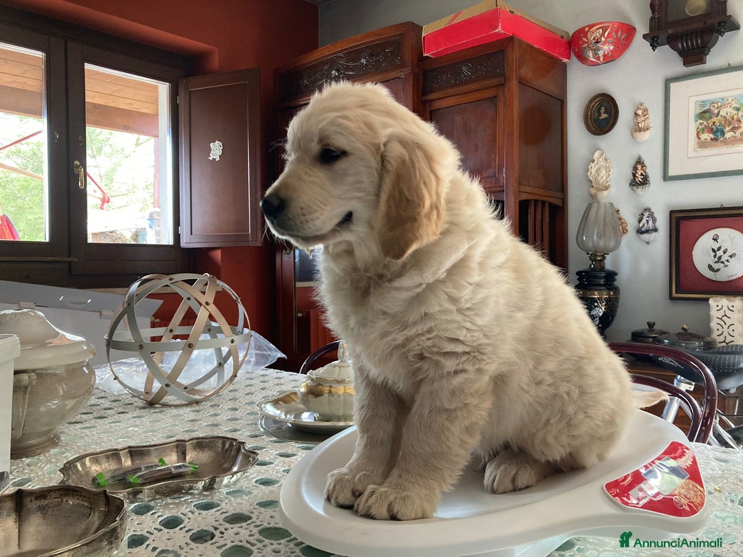 Golden Retriever cani in vendita: Cuccioli di Golden Retriever con pedigree a Provincia di Potenza - Immagine 7