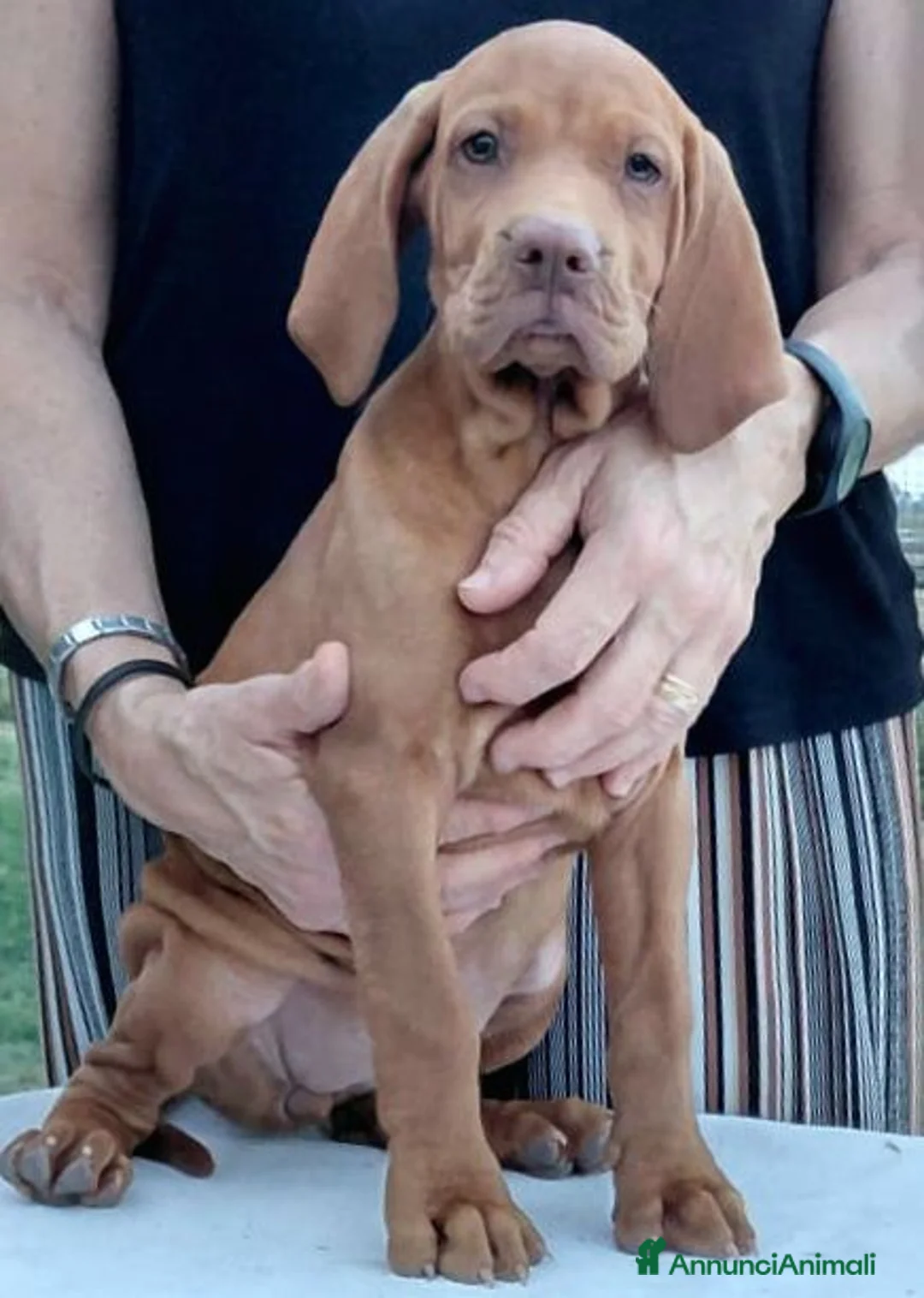 Vizsla cani in vendita: Ciccioli Vizsla  a Provincia di Parma - Annuncio 2