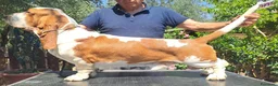 Bassethound cani in vendita: Cuccioli bassethound  - Annuncio 3