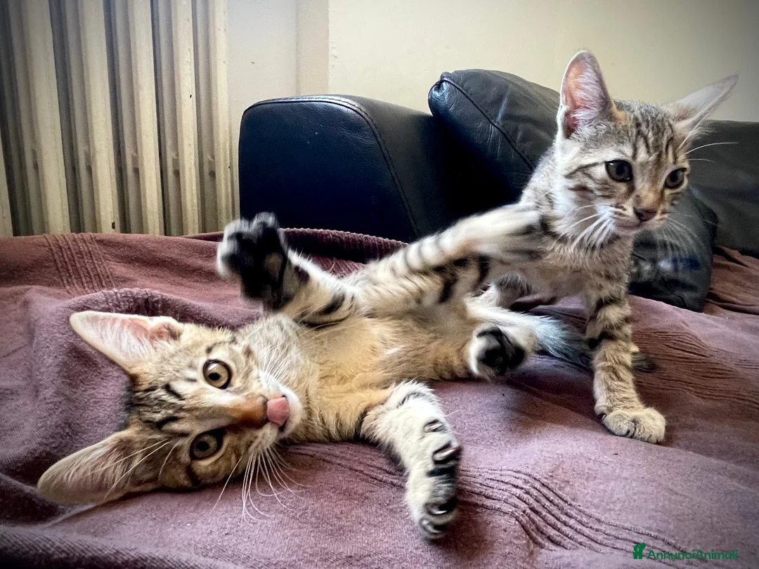 Europeo gatti in vendita: Tre gattini tigrati regalo - Annuncio 1