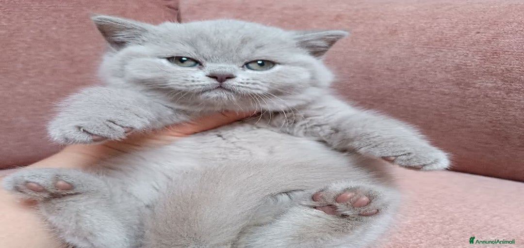 Immagine della galleria {{count}}