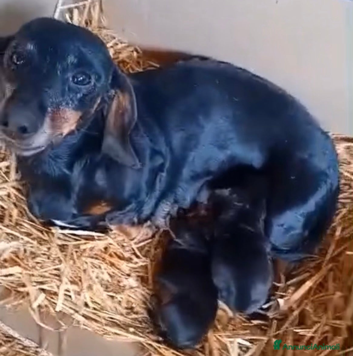 Bassotto cani Cuccioli maschi pelo raso bassotto tedesco nano  - Annuncio 2