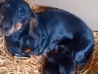 Bassotto cani Cuccioli maschi pelo raso bassotto tedesco nano - Annuncio 2