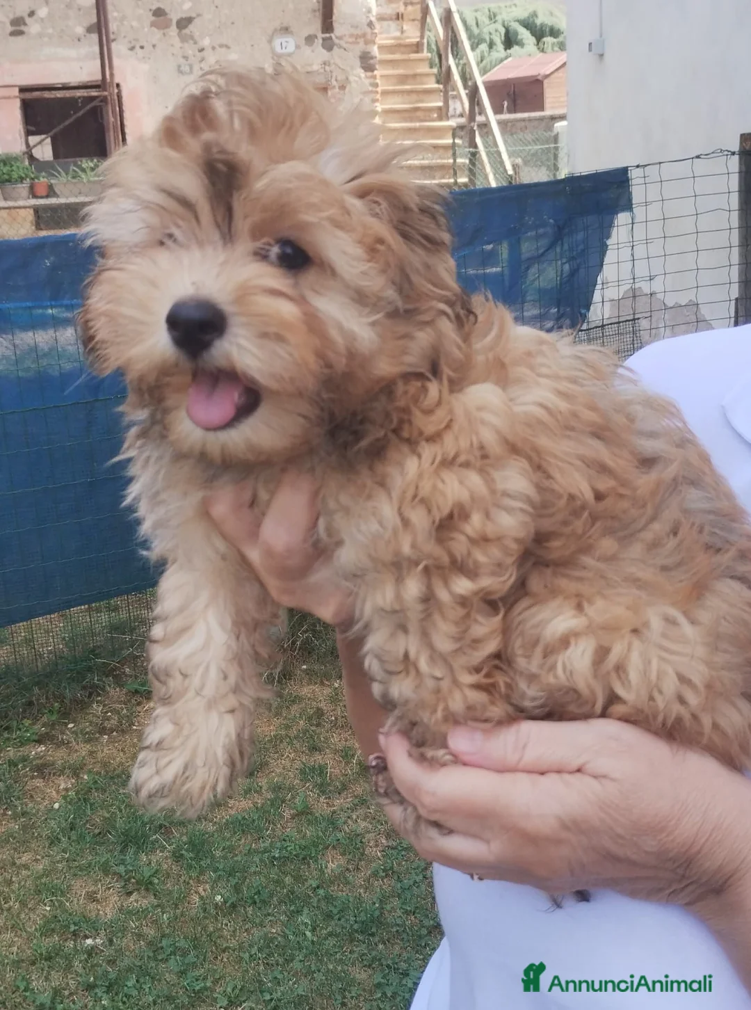 Bichon cani in vendita: Cucciolo maschio Bichon Havanese - Annuncio 6