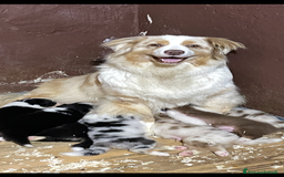 Australian Shepherd cani in vendita: Pastore australiano  a Città Metropolitana di Torino - Immagine 7