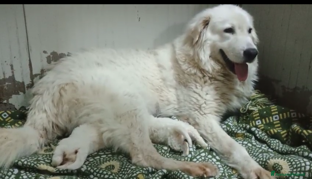 Pastore Maremmano cani Cuccioli Pastore Abruzzese Maremmano  - Annuncio 7