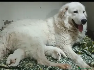 Pastore Maremmano cani Cuccioli Pastore Abruzzese Maremmano - Annuncio 7