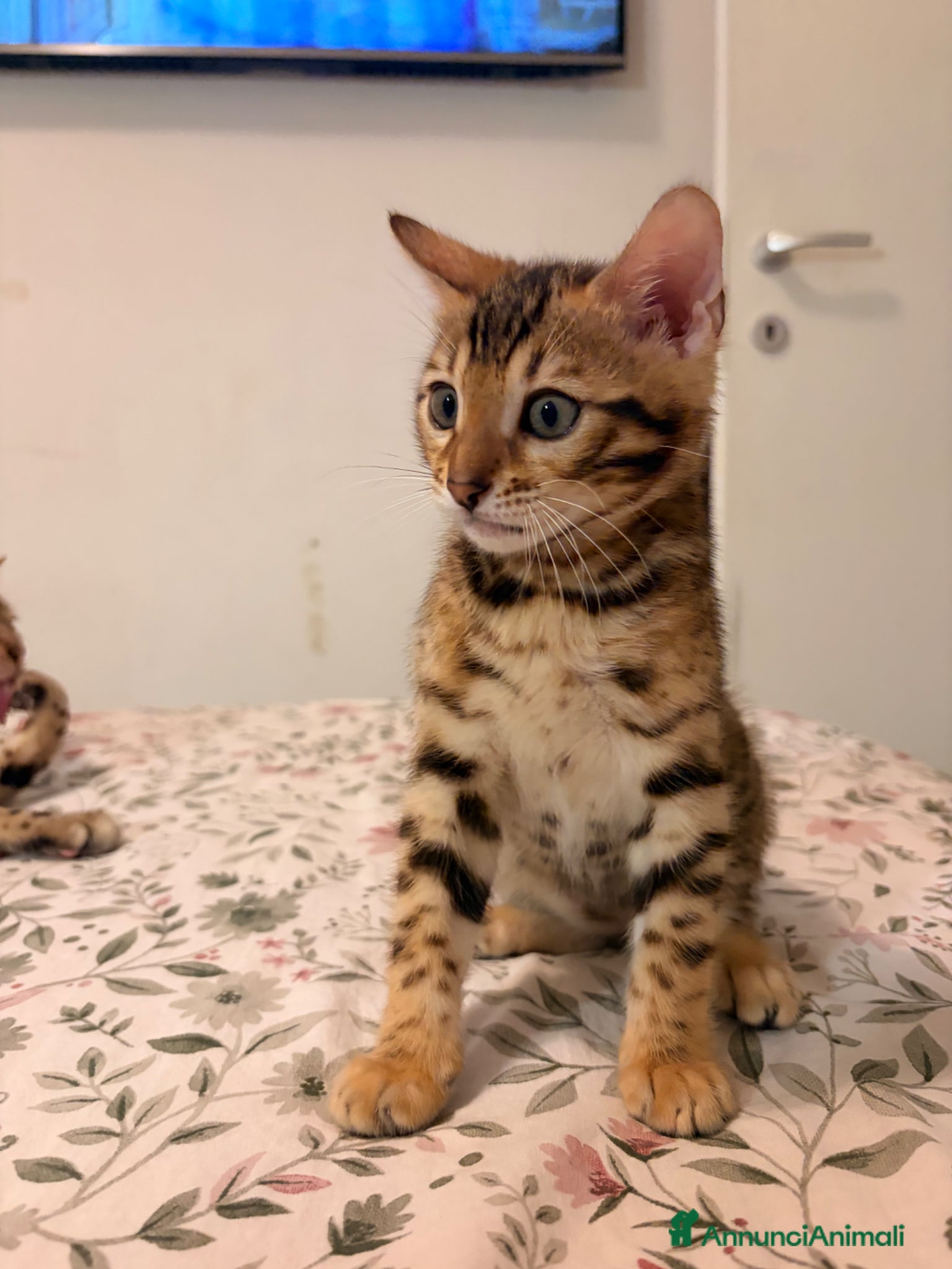 Bengala gatti in vendita: Bengala - Annuncio 3