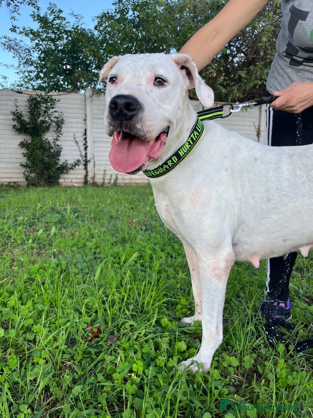 Affenpinscher cani in regalo: LOLA DOGO ARGENTINO - Annuncio 4