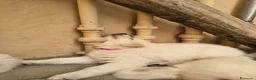 Pastore Svizzero cani in vendita: Adorabili cuccioli di pastore svizzero a Provincia di Bergamo - Annuncio 4