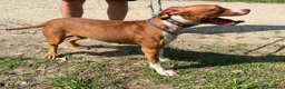 Pitbull cani in regalo: BONNIE PIT - Annuncio 7