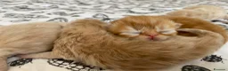 Persiano gatti in vendita: gattini persiani - Annuncio 3