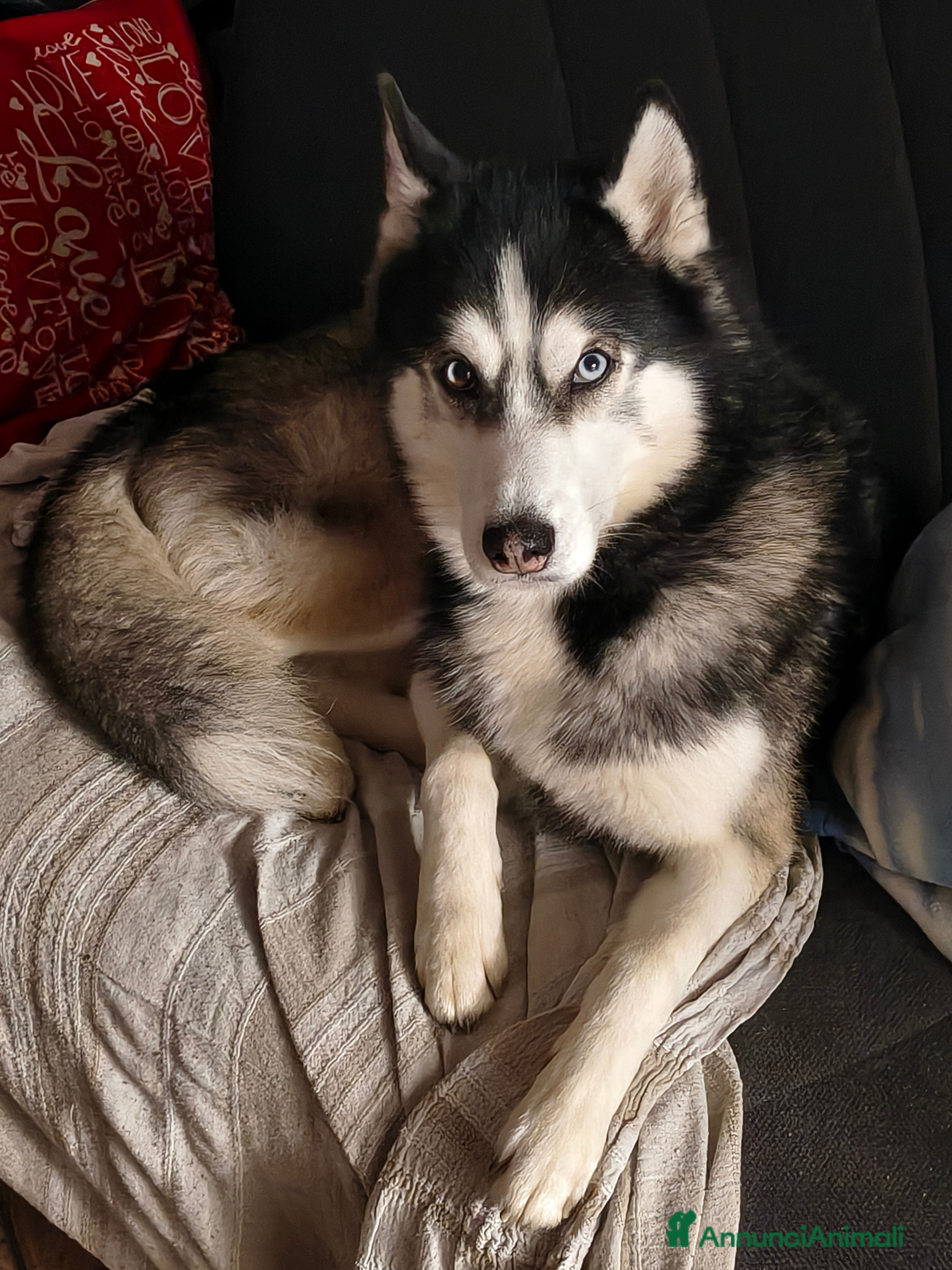 Husky cani Bruce, cerca fidanzata  - Annuncio 1