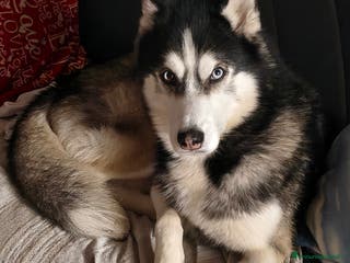 Husky cani Bruce, cerca fidanzata - Annuncio 1