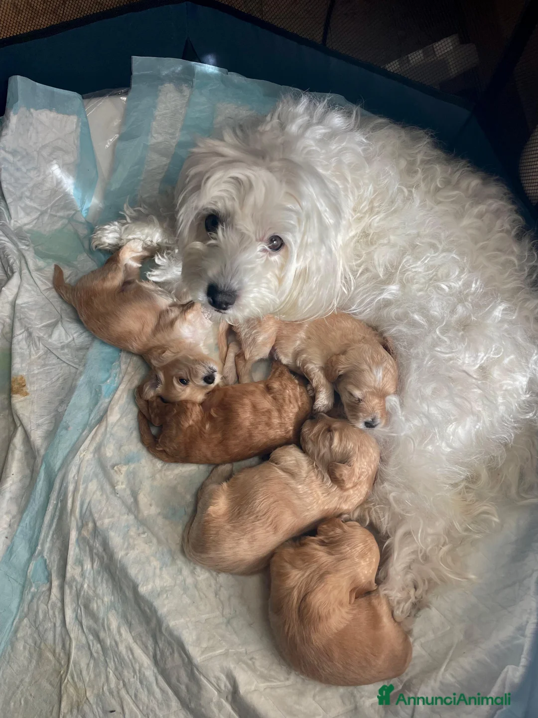 Maltipoo cani in vendita: Meravigliosi cuccioli di Maltipoo F2B - Annuncio 4
