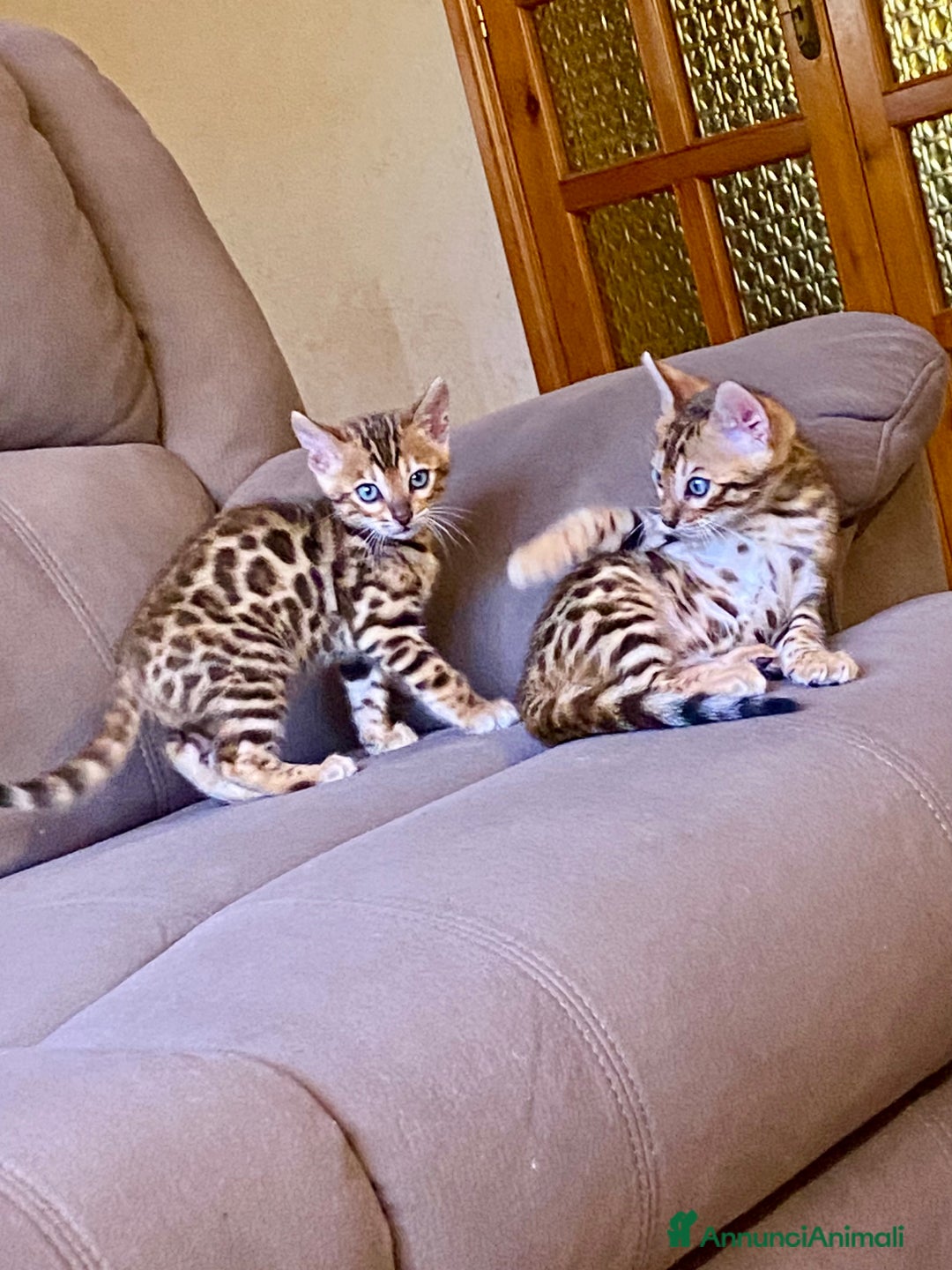 Bengala gatti in vendita: gatto bengala  - Annuncio 2